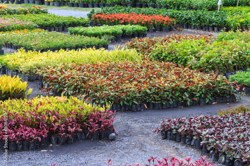 Decorative plant in nursery