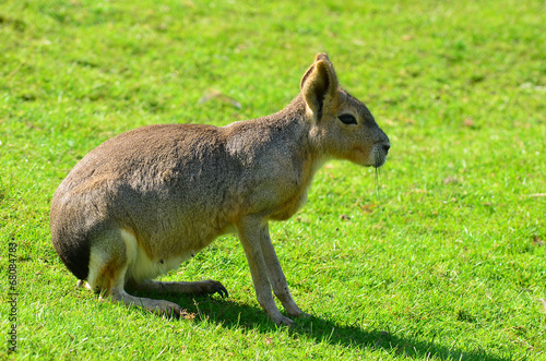 Patagonian mara photo