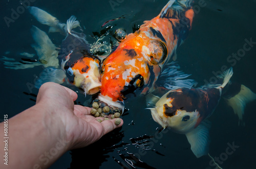Feeding koi carp by hand photo