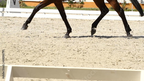 Horse Dressage Rings and rider