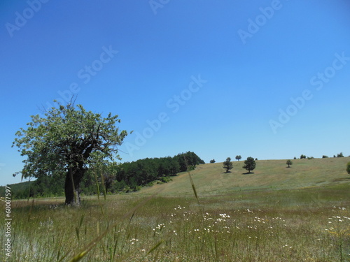 Dağdaki Ağaç photo