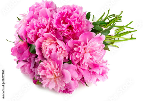 pink peonies isolated on white background