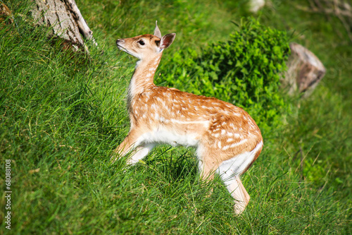 Fototapeta Naklejka Na Ścianę i Meble -  little deer... maybe bambi?