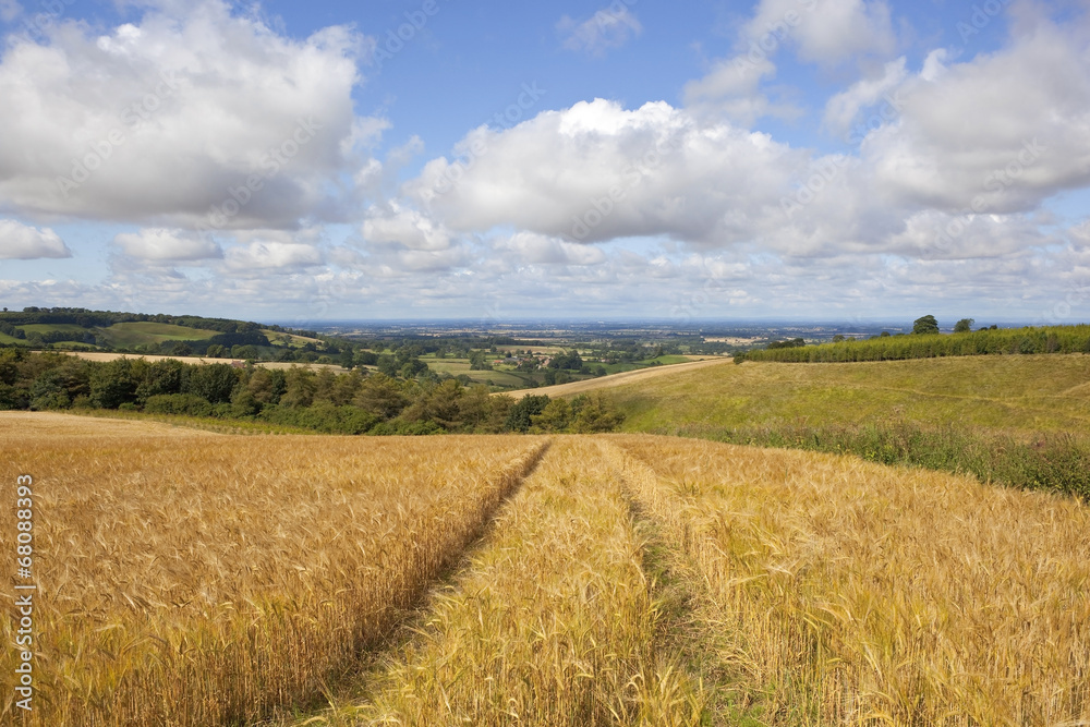 scenic barley field