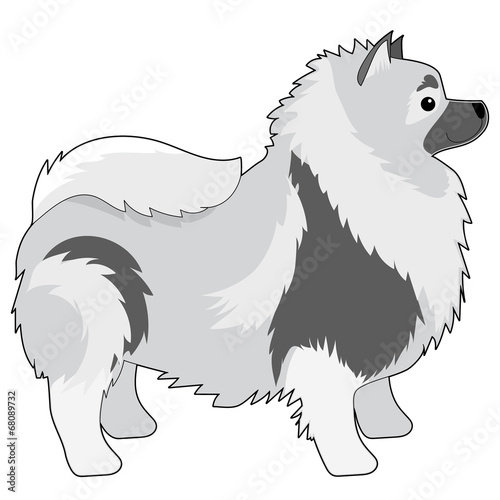 Keeshond