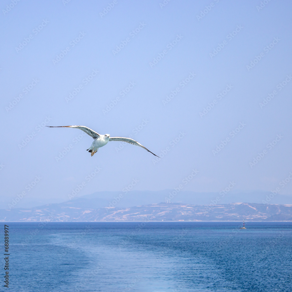 Seagull flying above water