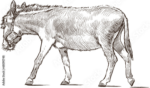striding donkey