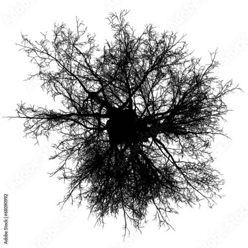 tree top leafless detailed silhouette