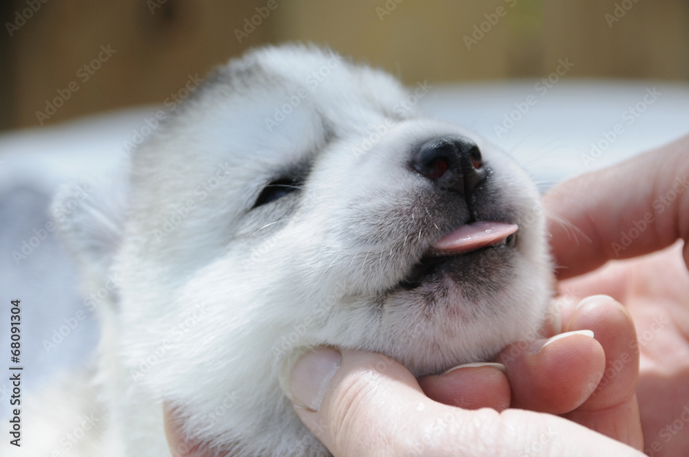 Husky Welpe zeigt die Zunge