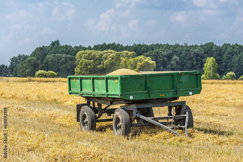 Fototapeta premium Agricultural landscape, trailer with grain.