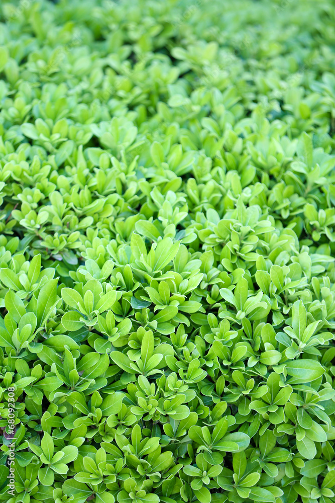 Beautiful green bush close up Beautiful green bush close up