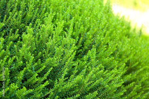 Beautiful green bush close up