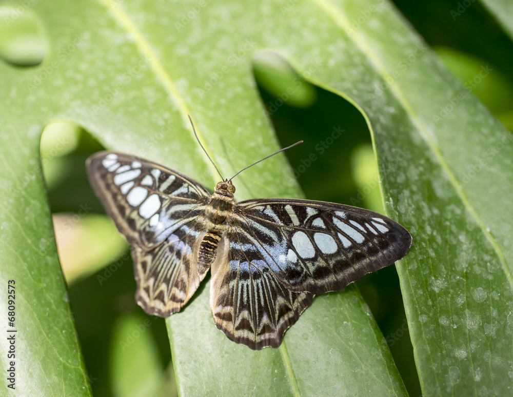 Obraz premium Schmetterling