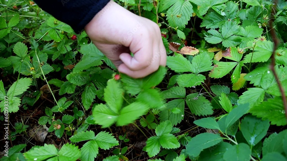Collect strawberry Collect strawberry