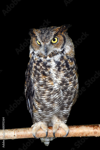 Great horned owl on branch