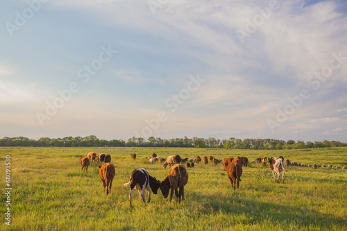 Cows grazing in green meadow.