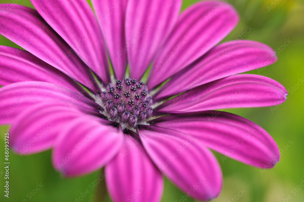 Flower close-up with detail view of reproductive parts