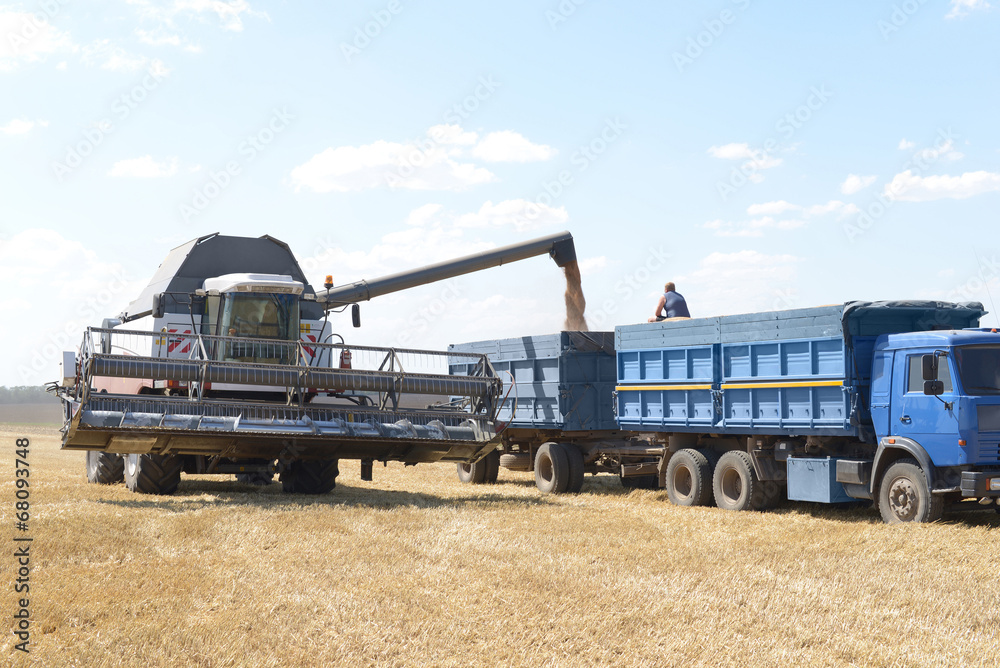 Fototapeta premium Combine harvesting wheat.