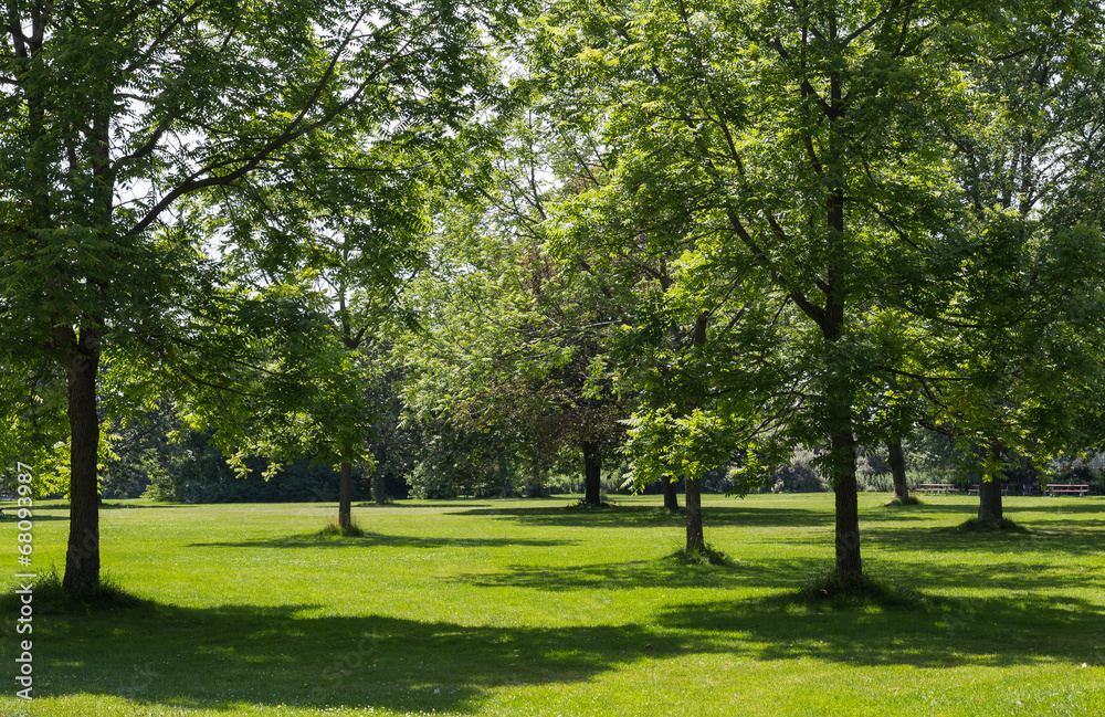 Trees in a Park