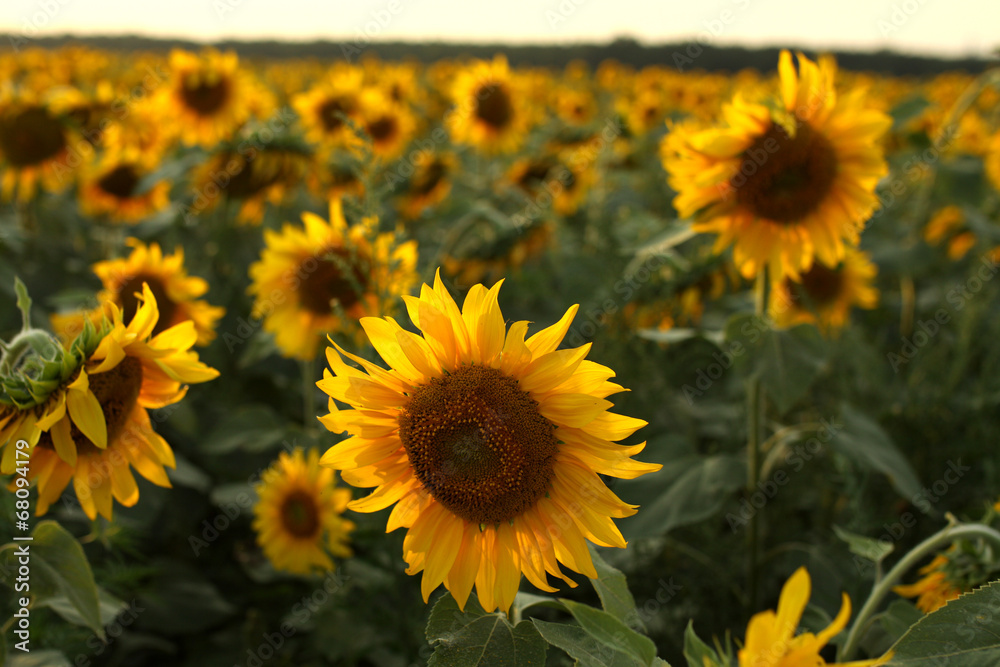 Obraz premium field of sunflowers