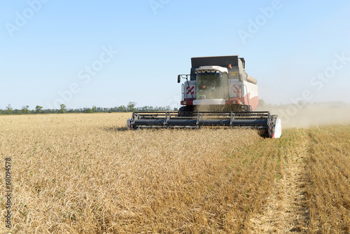 Combine harvesting wheat.