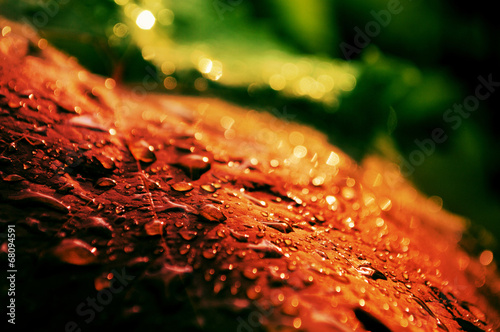 Red grape leaf with drops of rain