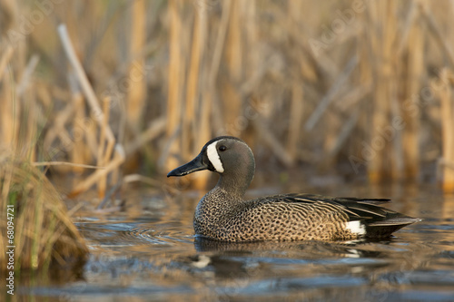 Drake Blue Wing Teal photo