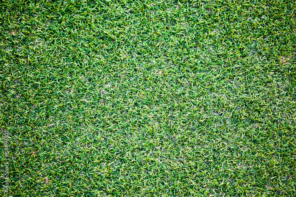 Fototapeta premium Green field background