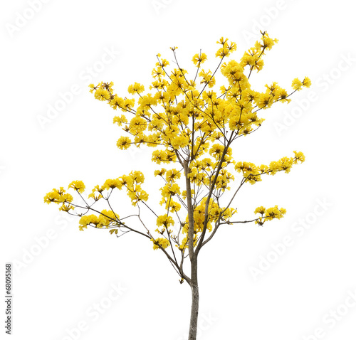 Tabebuia chrysotricha yellow flowers blossom in spring photo
