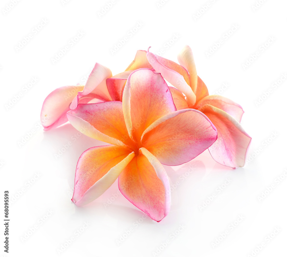 Frangipani flower isolated on white Frangipani flower isolated on white