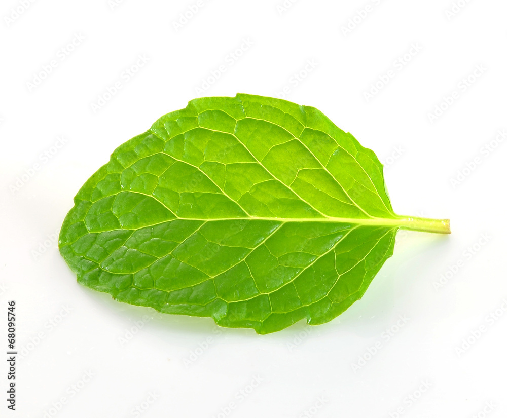 peppermint peppermint