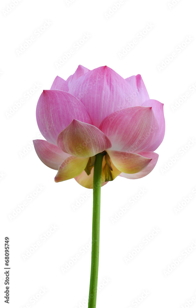 Beautiful lotus(Single lotus flower isolated on white background