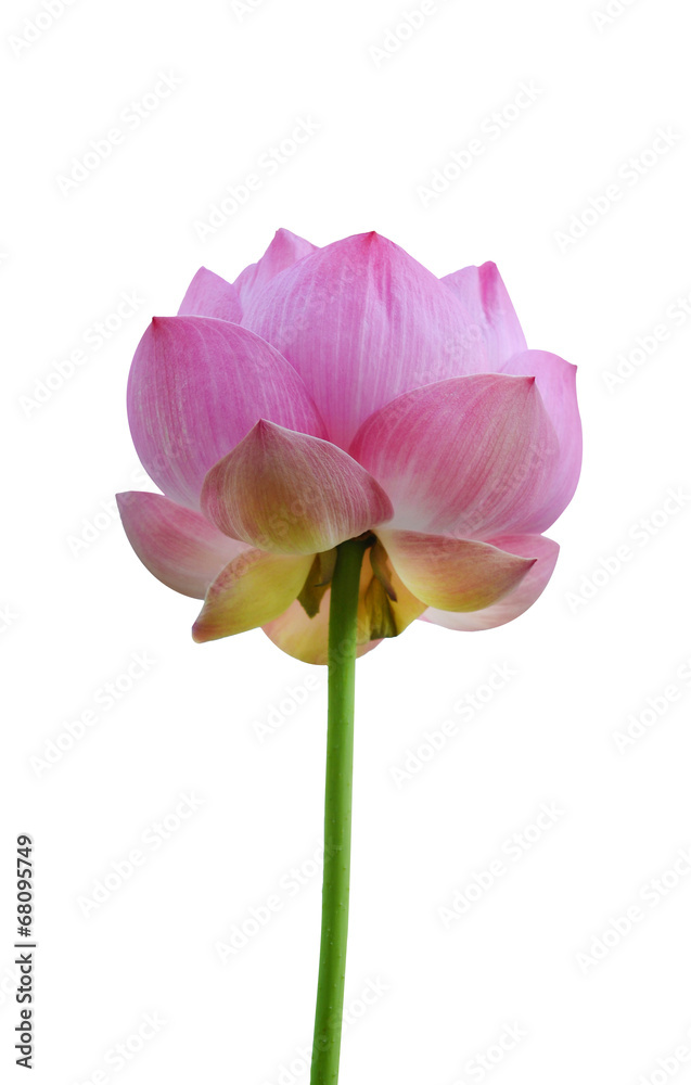 Beautiful lotus(Single lotus flower isolated on white background Beautiful lotus(Single lotus flower isolated on white background