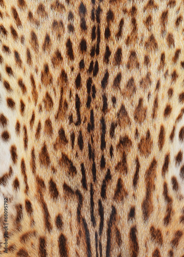 Fototapeta premium textured tiger pelt