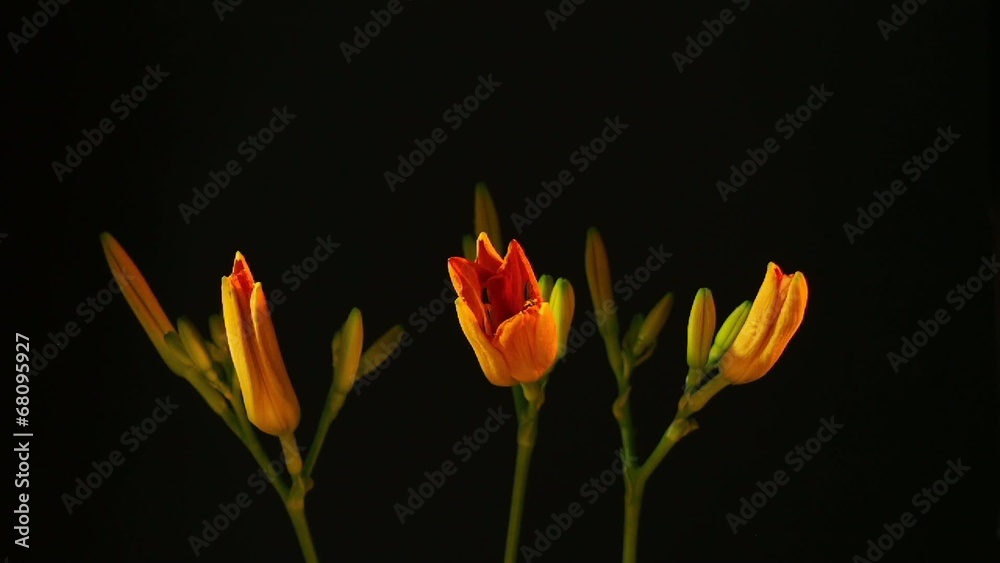 Time lapse of opening three orange lily flowers Time lapse of opening three orange lily flowers