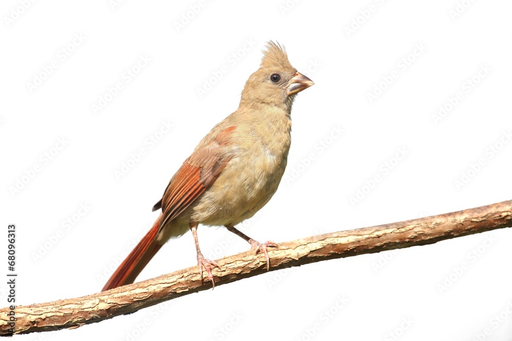 Fototapeta premium Isolated Cardinal On A Stump