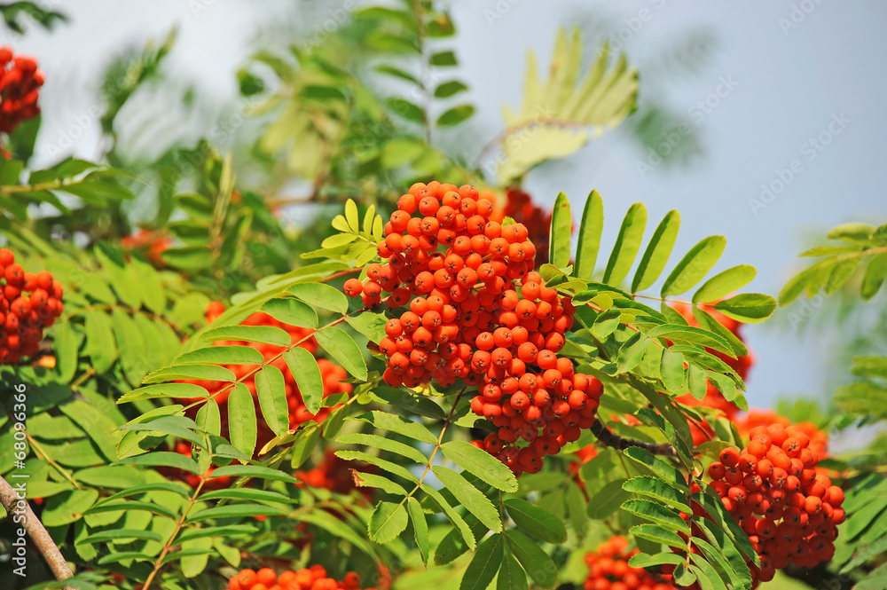Rowan berries, Mountain ash (Sorbus) tree with ripe berry Rowan berries, Mountain ash (Sorbus) tree with ripe berry