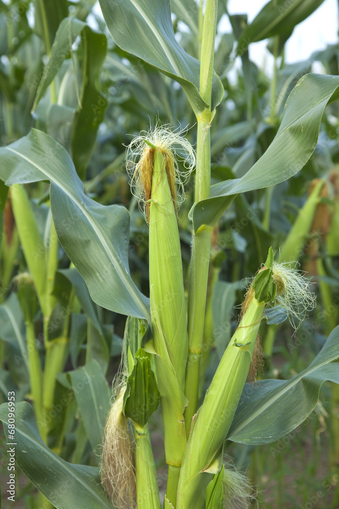 Close up of young ears of corn with silk tassels Close up of young ears of corn with silk tassels