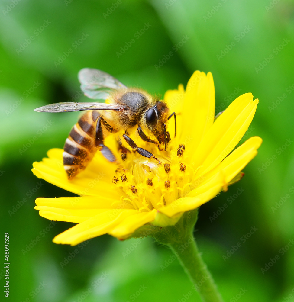 Bees to a flower. Bees to a flower.