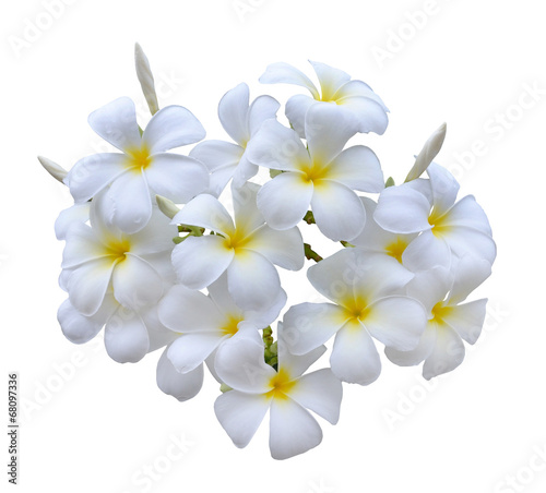 Frangipani flower isolated on white