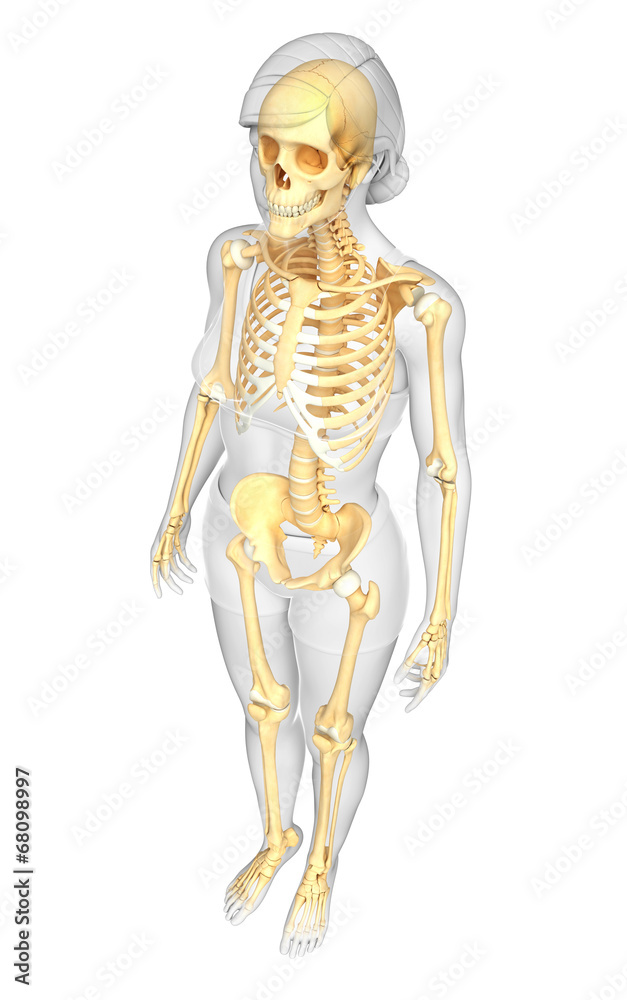 Human skeleton side view Human skeleton side view