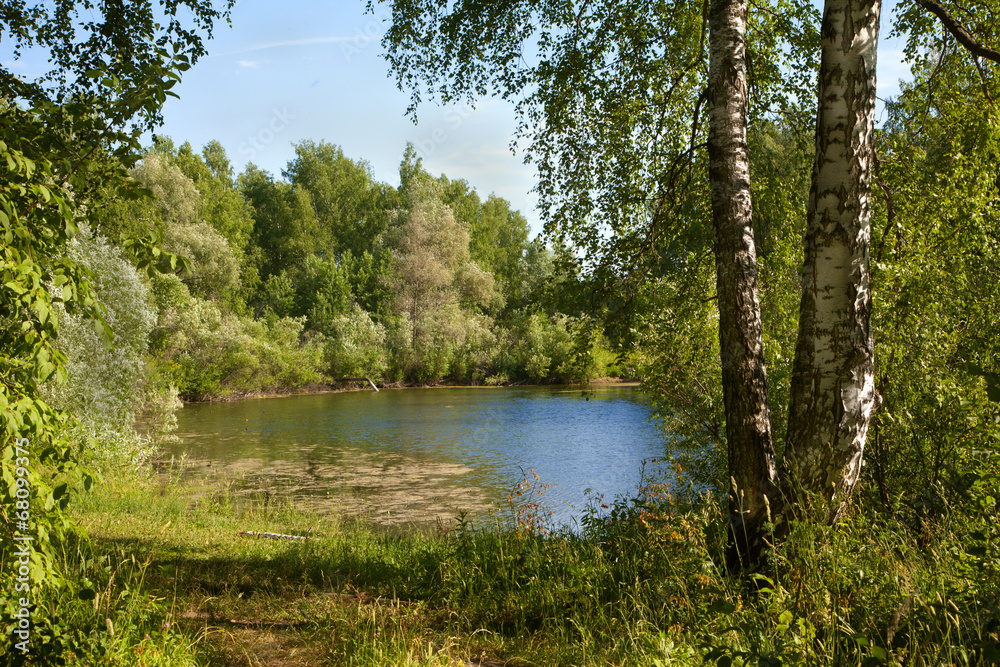 summer pond in the birch forest in Russia summer pond in the birch forest in Russia
