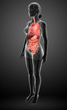 Digestive system of human body