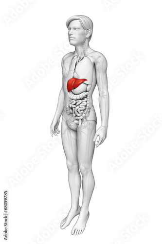 Male liver anatomy © pixdesign123