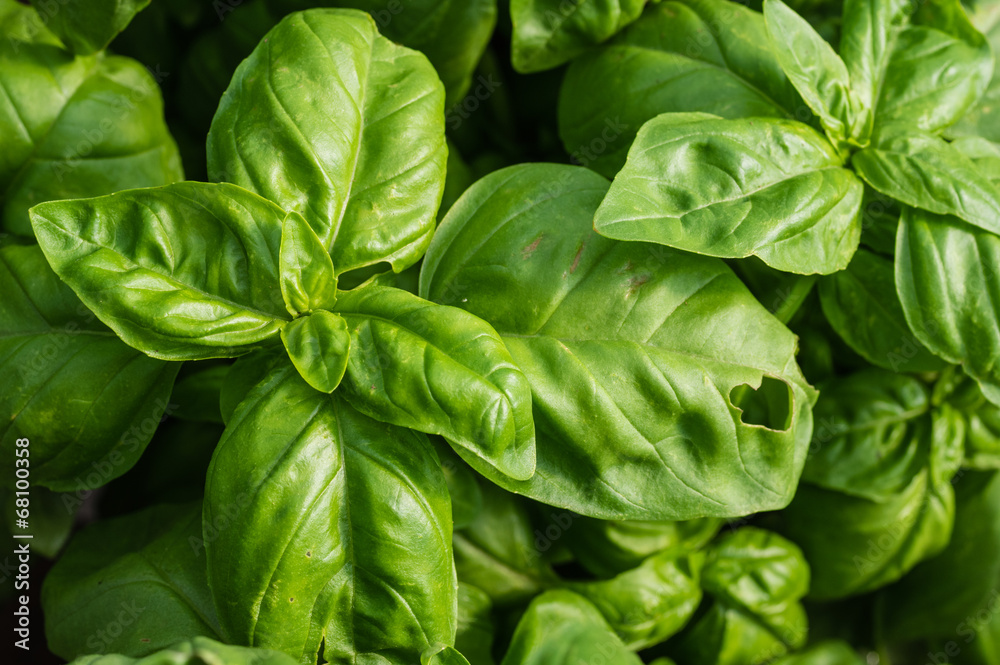 Basil plant with green leaves Basil plant with green leaves