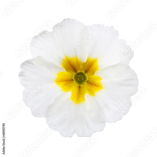 White Primula