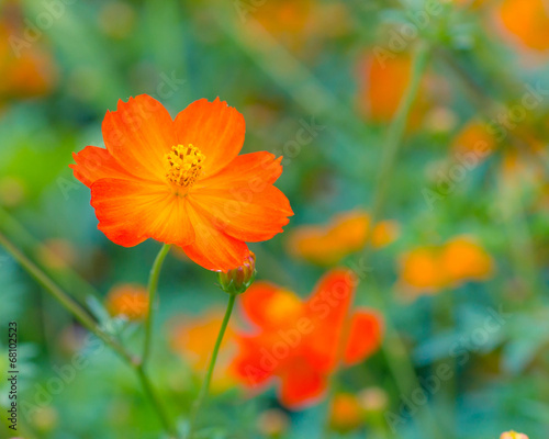 orange cosmos flower.