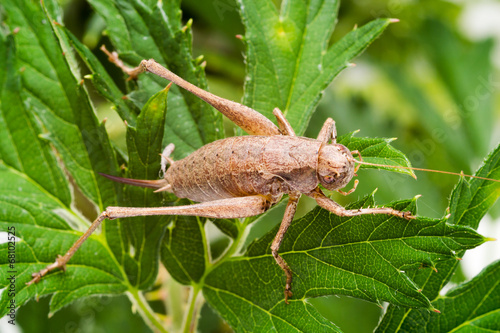 dark bush-cricket (Pholidoptera griseoaptera) photo
