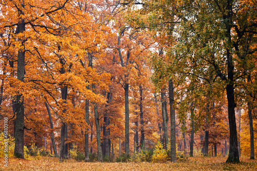 Autumn forest © serkucher