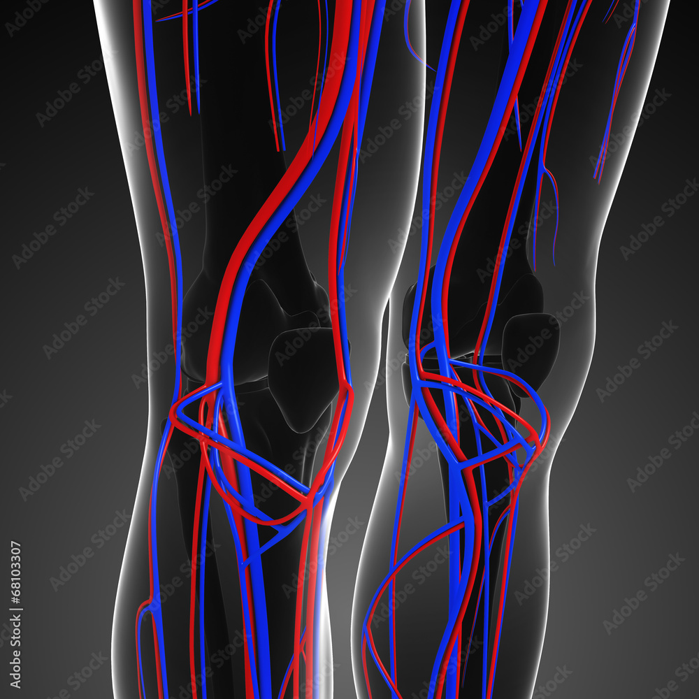 Fototapeta premium Knee circulatory system